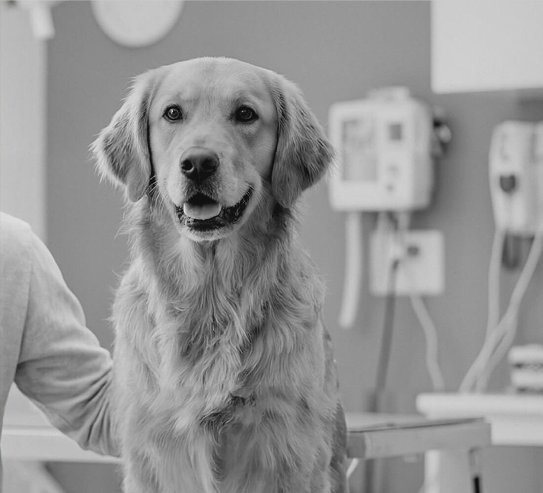 ゆめみちプロジェクトの事業内容